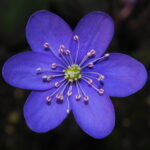 Hepatica nobilis Trollhättan Blau