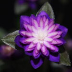 Hepatica japonica Shihouden