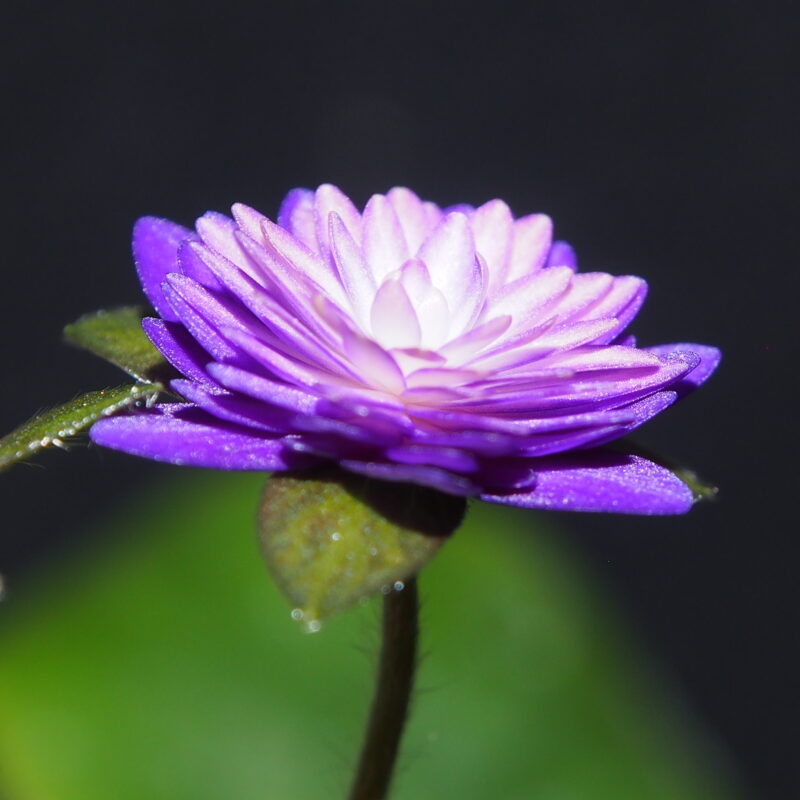 Hepatica japonica Shihouden