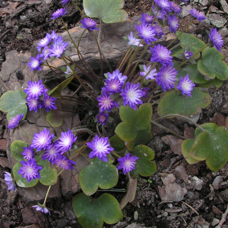 Hepatica japonica Shikouden