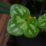 Hepatica nobilis Silberspiegel JP