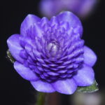 Hepatica japonica Tourei