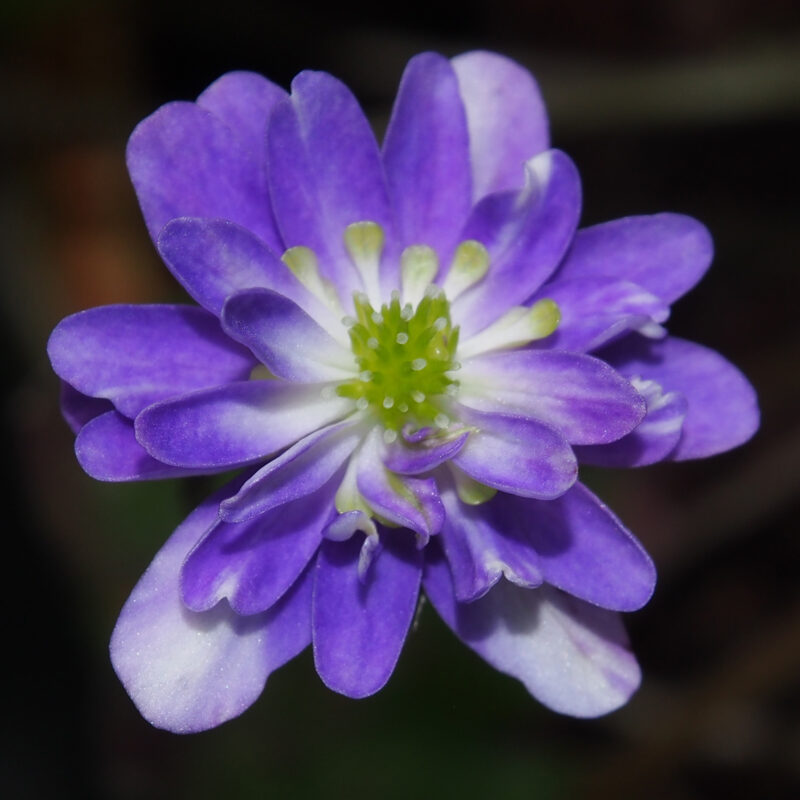 Hepatica japonica Uranus OB