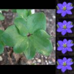 Hepatica nobilis var. pyrenaica f. crenatiloba Ute's Schmetterling II