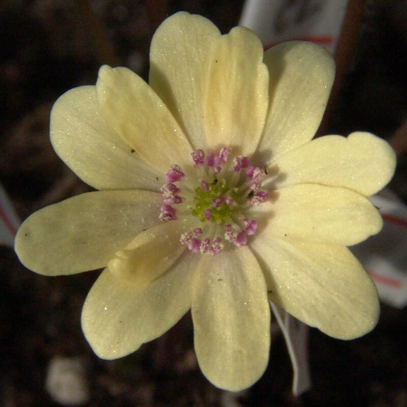 Hepatica japonica f. lutea Kurimuiero JP