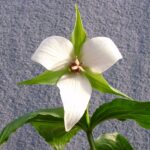 Trillium erectum Album