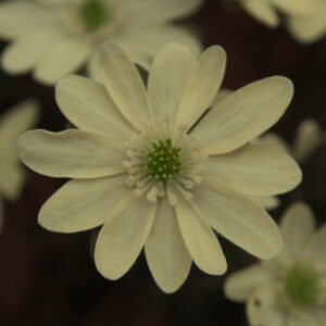 Hepatica japonica f. lutea Usukiiro JP