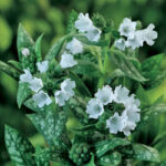 Pulmonaria longifolia Opal