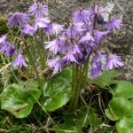 Soldanella chrysosticta (dimoniei)