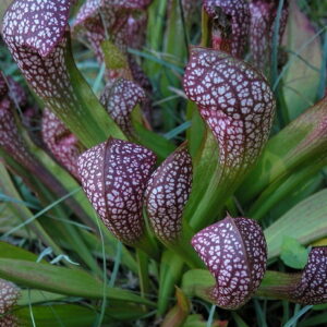 Sarracenia x wringleyana