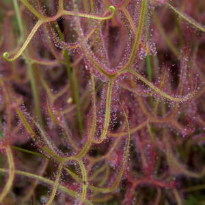 Drosera binata