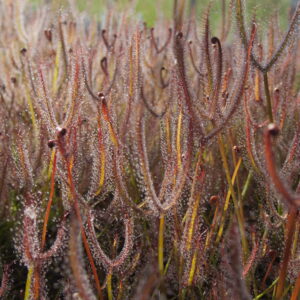 Drosera binata