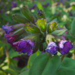 Pulmonaria dacica (angustifolia) Mawsons