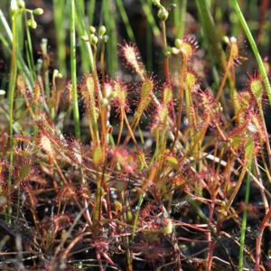 Drosera intermedia