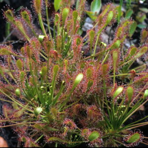Drosera intermedia – Bild 2