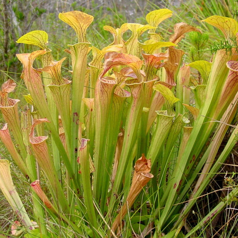 Sarracenia oreophylla