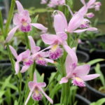 Pogonia ophioglossoides