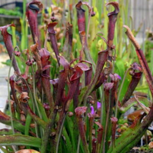 Sarracenia rubra – Bild 2