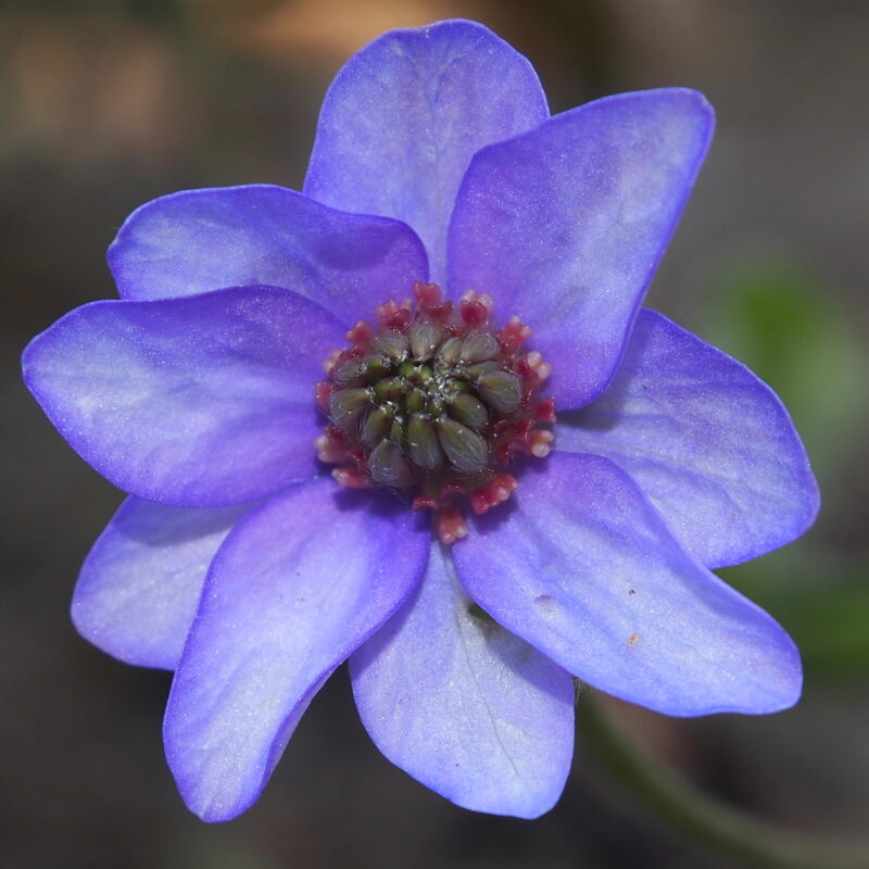 Hepatica nobilis Plena -Peter Hansen No 4-