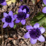 Hepatica nobilis Plena -Blueberry-