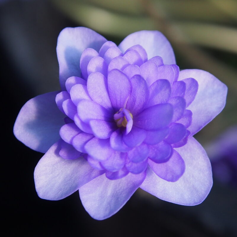 Hepatica nobilis Plena -Bavaria No 4