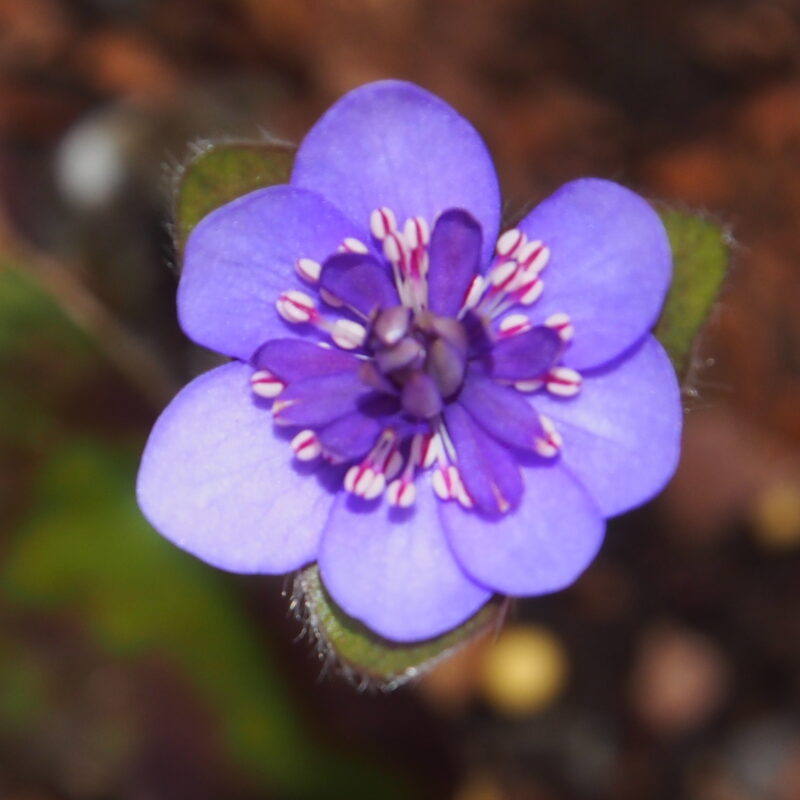 Hepatica nobilis Plena -Flamenco JP-