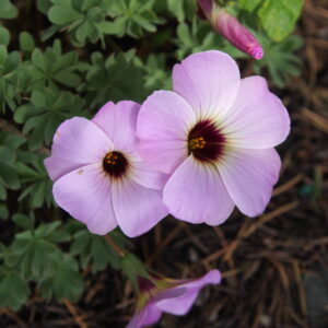Oxalis adenophylla x laciniata Ann Christie
