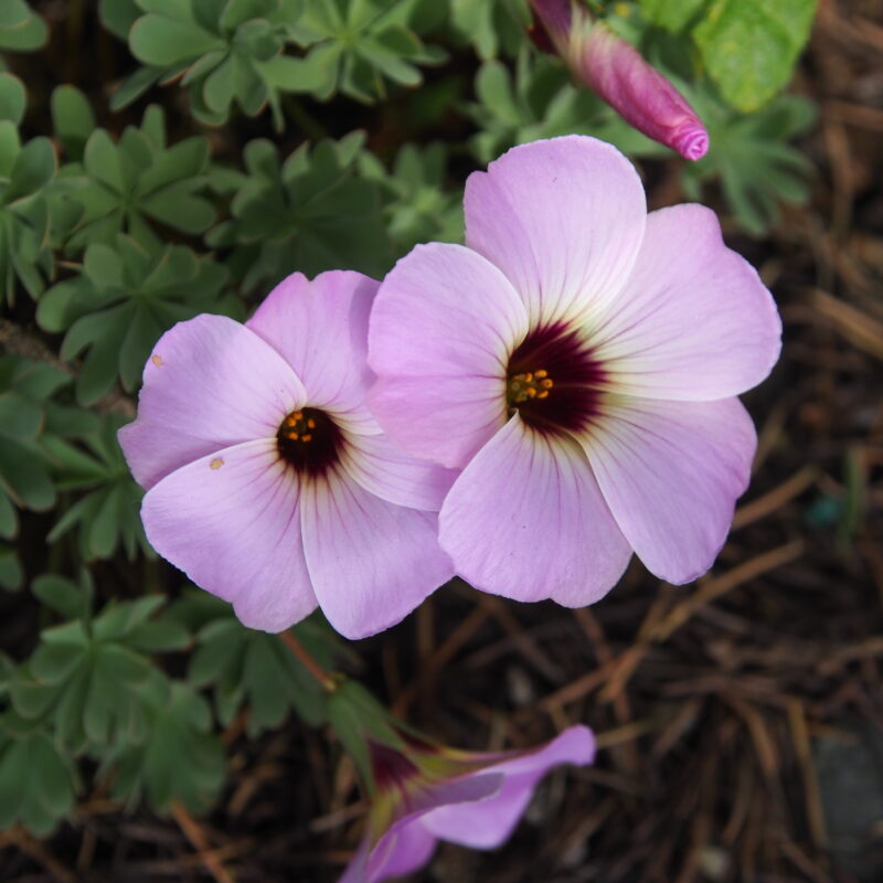 Oxalis adenophylla x laciniata Ann Christie