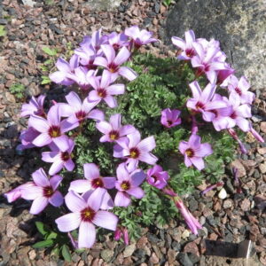 Oxalis adenophylla x laciniata Ann Christie
