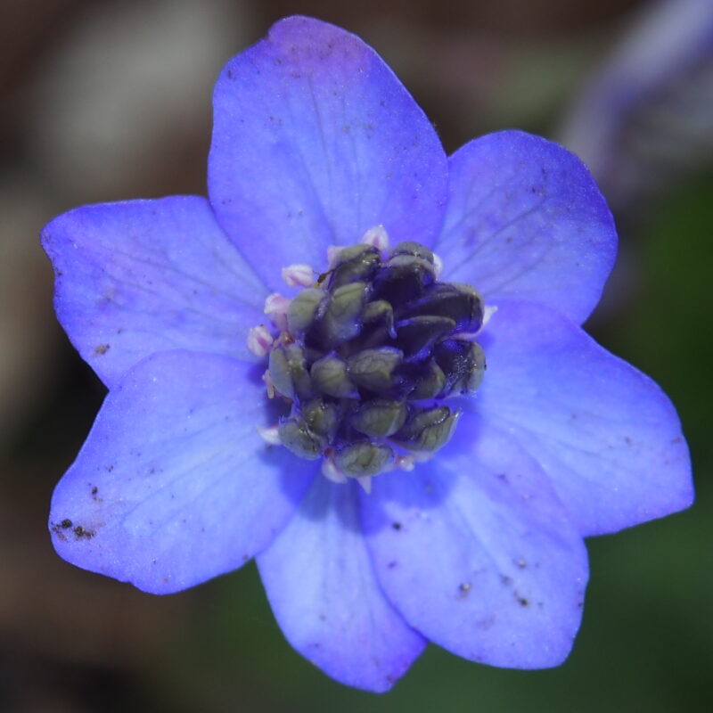 Hepatica nobilis Plena -Arietes-