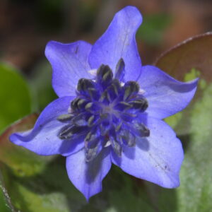 Hepatica nobilis Plena -Arietes- – Bild 2