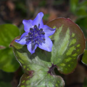 Hepatica nobilis Plena -Arietes- – Bild 3