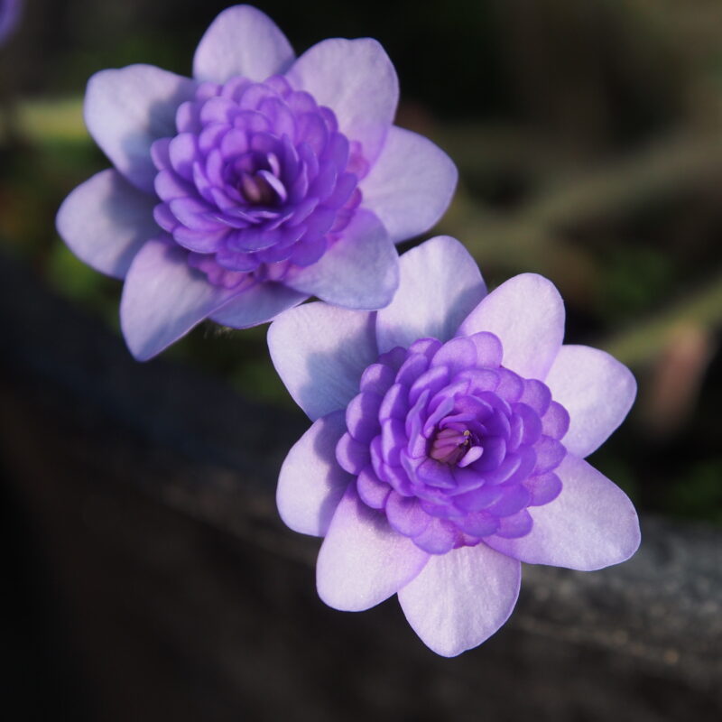 Hepatica nobilis Plena -Bavaria No 4