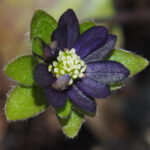 Hepatica nobilis Black Oleila JP