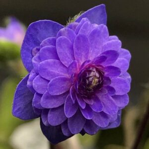 Hepatica nobilis Plena -Blueberry- – Bild 3