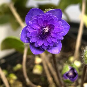 Hepatica nobilis Plena -Blueberry- – Bild 2
