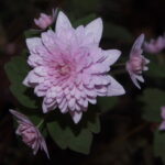 Anemonella thalictroides Blushing Bride