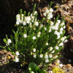 Cassiope Kultivar Edinburgh