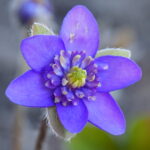 Hepatica nobilis Plena -Elvira GP-