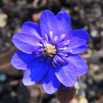 Hepatica nobilis Plena -Estonia-