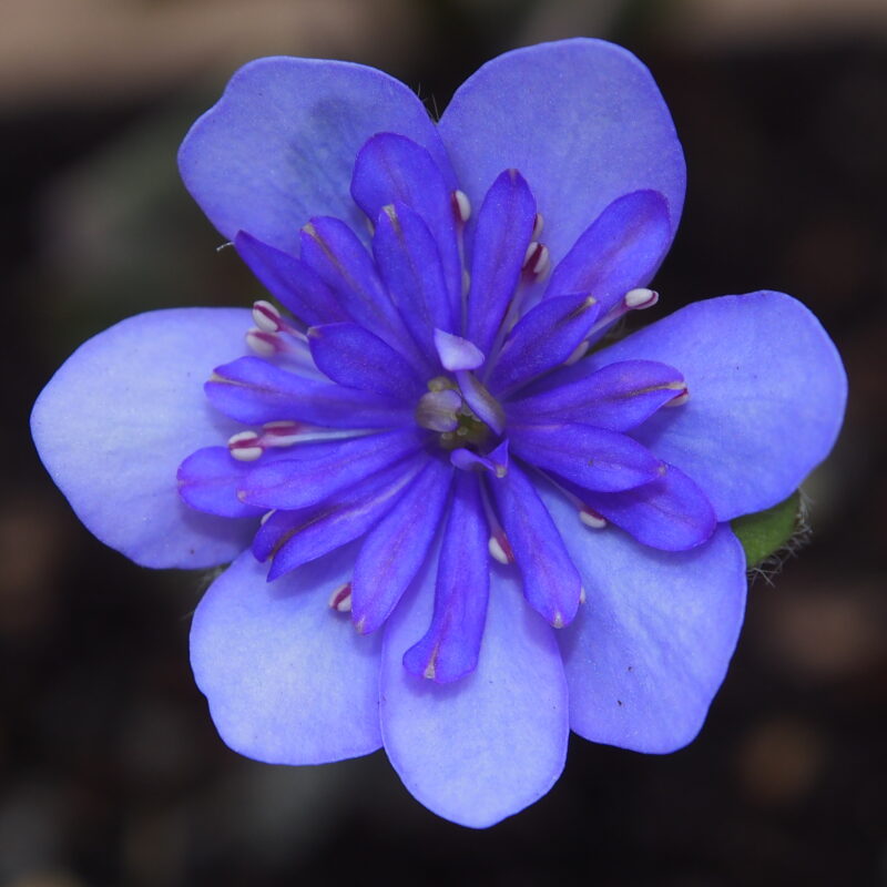 Hepatica nobilis Plena -Flamenco JP-