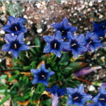 Gentiana clusii var rochelii