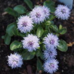 Globularia incanescens