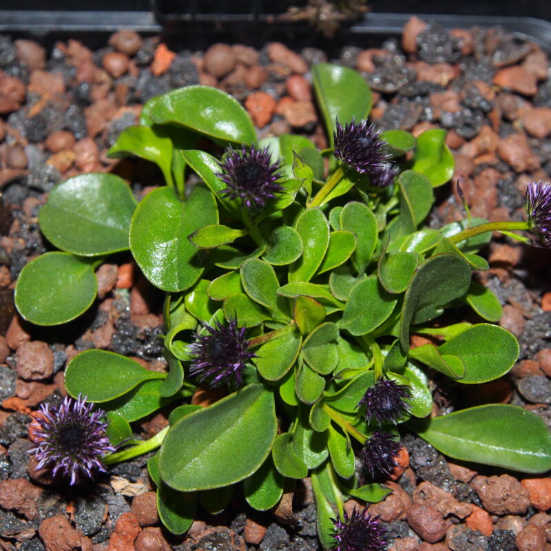 Globularia incanescens