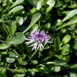 Globularia pseudonana