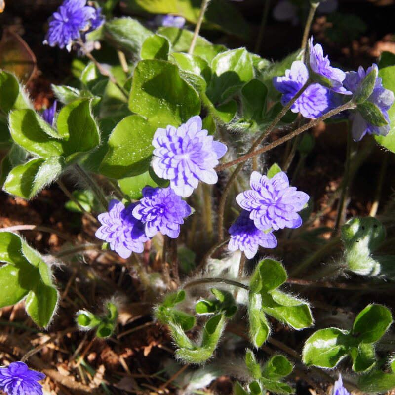 Hepatica nobilis Plena -Goldbeck-