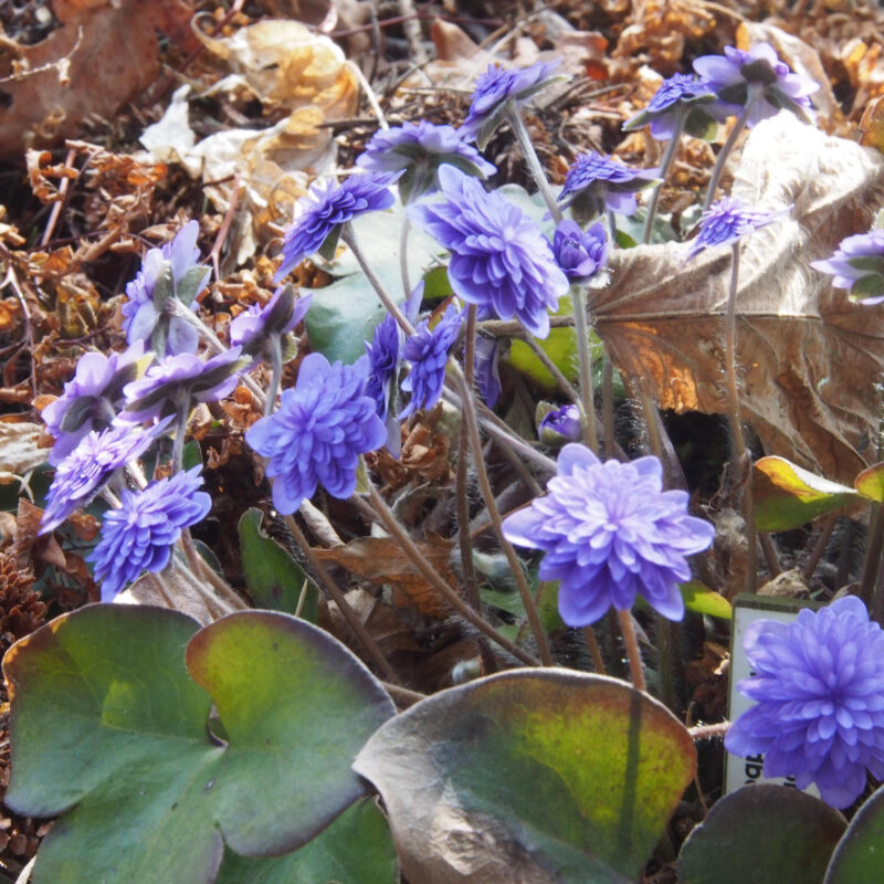 Hepatica nobilis Plena -Goldbeck-