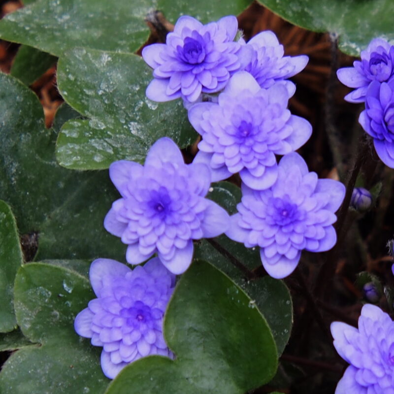 Hepatica nobilis Plena -Godland Findling-