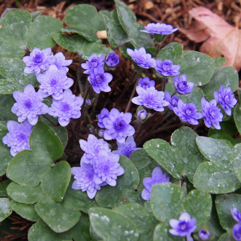 Hepatica nobilis Plena -Godland Findling-