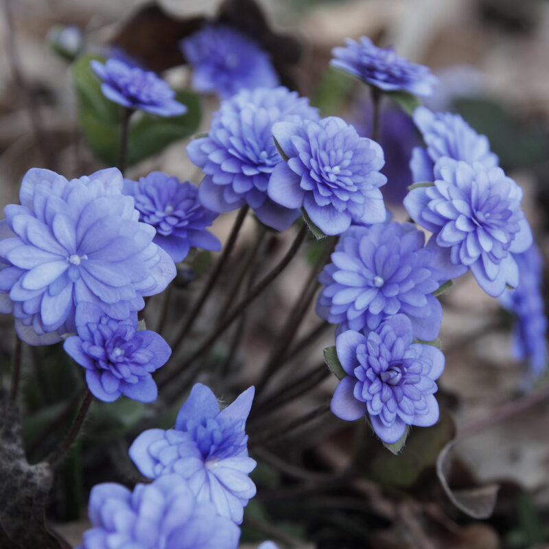 Hepatica nobilis Plena -Peter Hansen No 2-